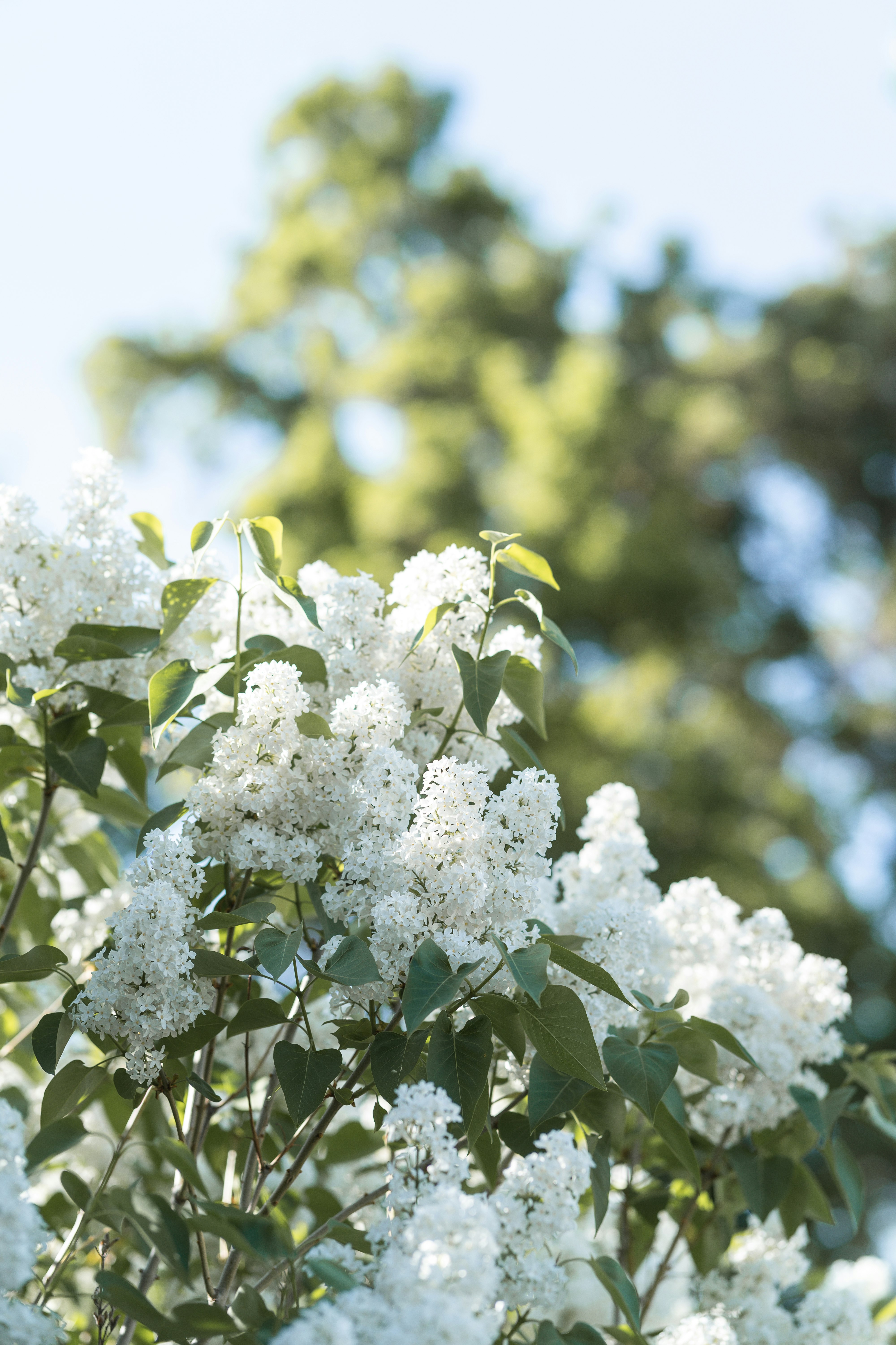 white flowers in tilt shift lens